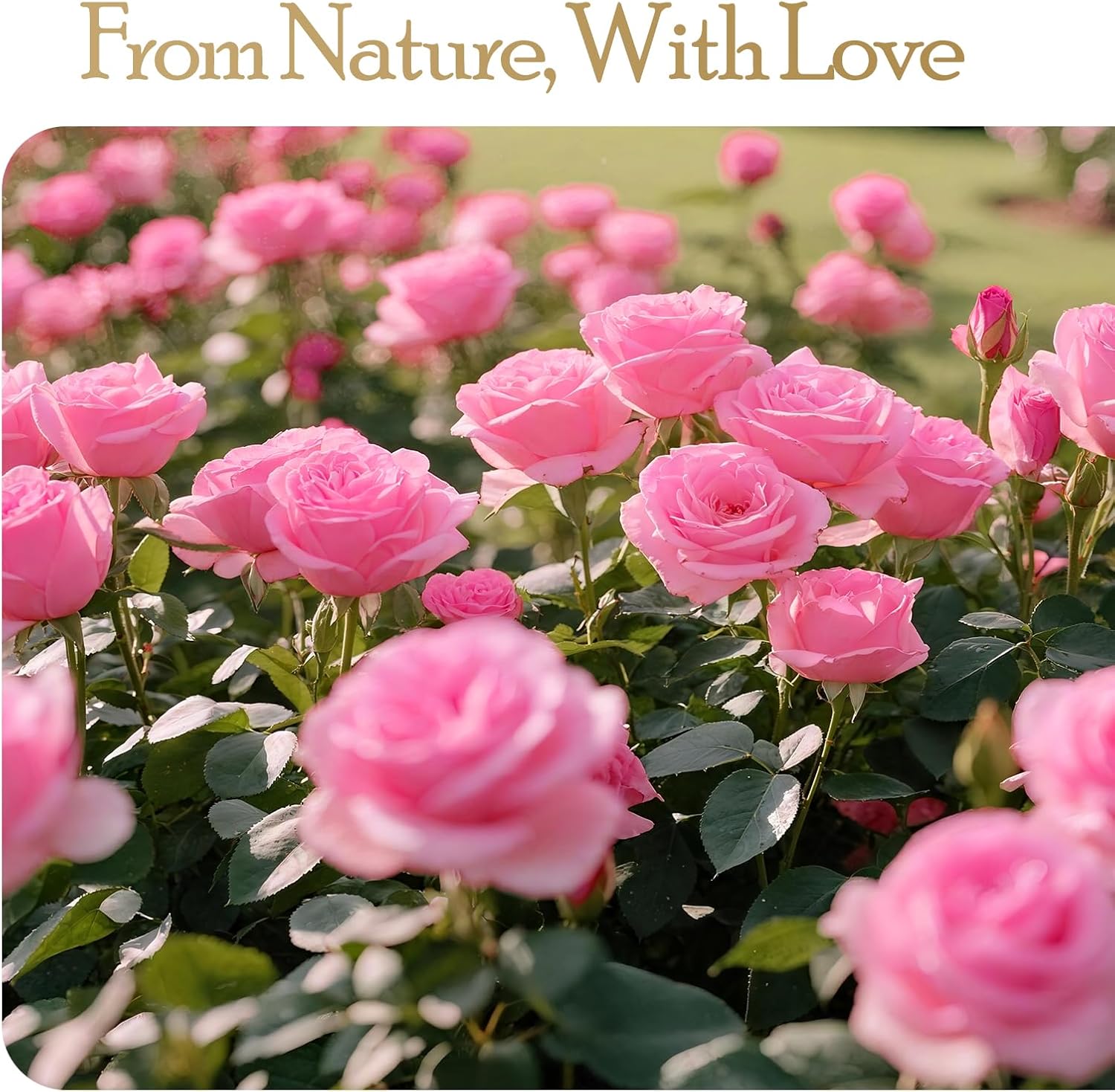 16 Preserved Flowers Rose Birthday Gifts for Women Her Mom Wife Girlfriend Grandma on Valentines Mothers Day Christmas Anniversary Romantic(Pink)