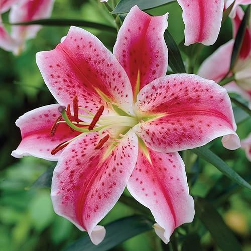 Stargazer - Bombillas para plantar, lirio oriental rosa, hermoso perenne para cualquier jardín (8 bombillas)
