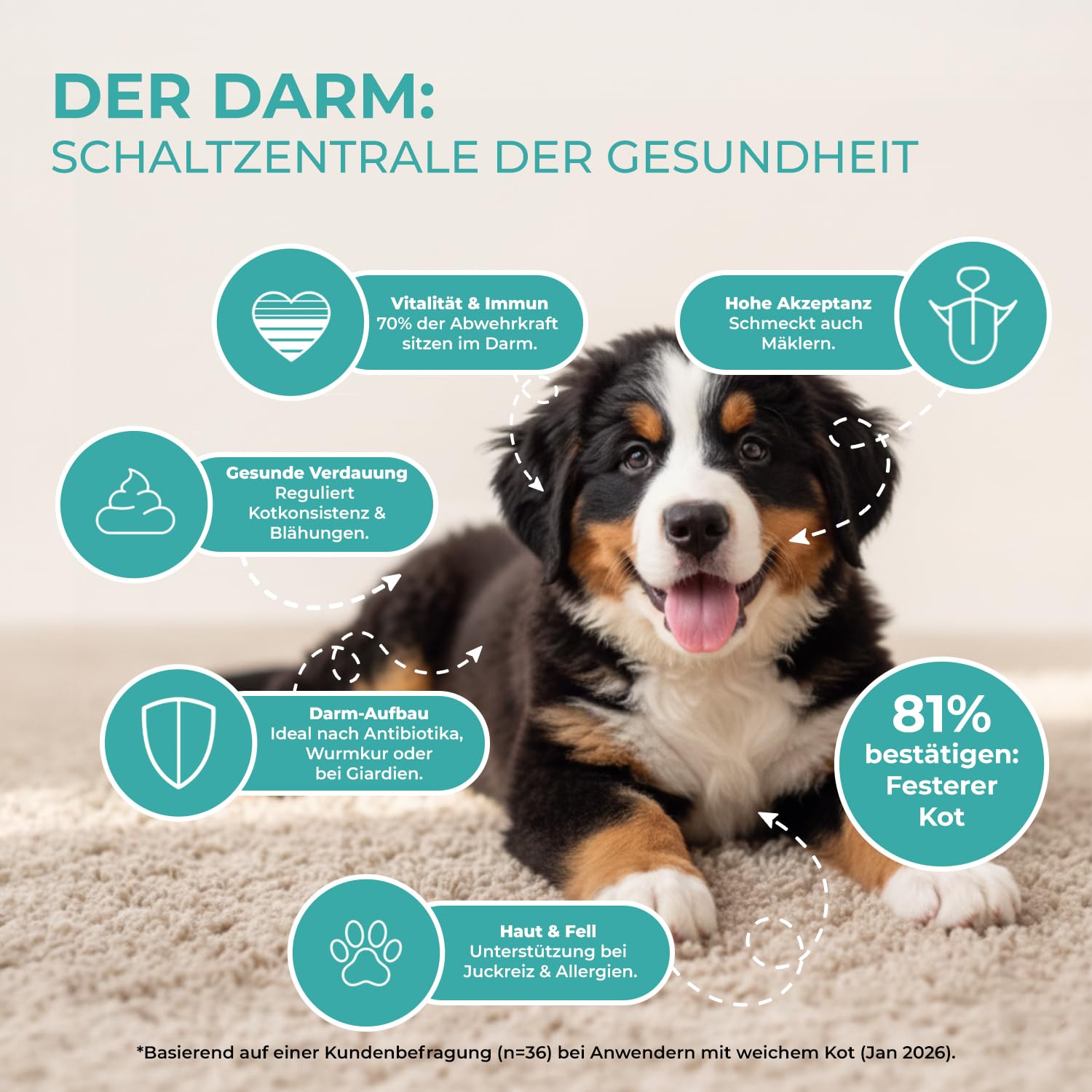 Probiotika Pulver für Hunde – paselo® Darmflora+ unterstützt Verdauung – 2 Stämme Probiotika & Präbiotika – ideal bei Sodbrennen beim Hund, weichem KOT oder Grasfressen