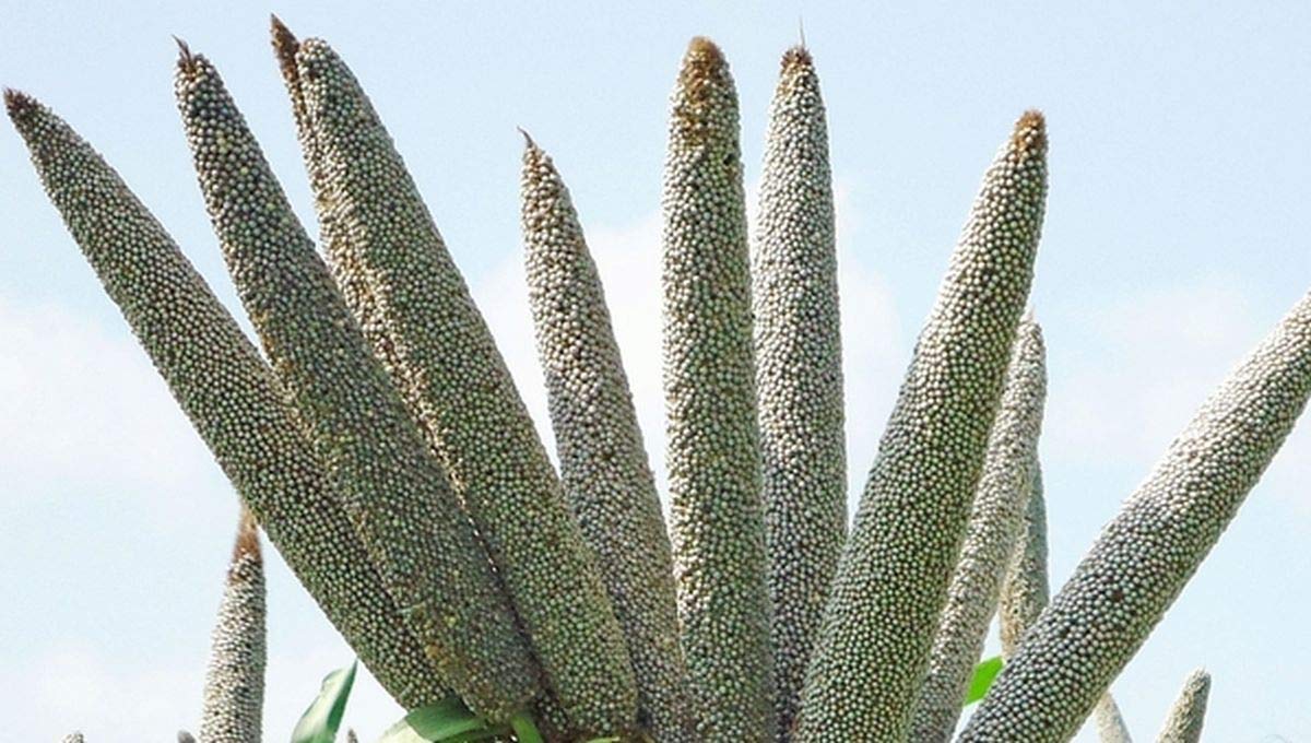 Pearl Millet is a Great Birdseed. - Beautiful Seed Heads(100 - Seeds)