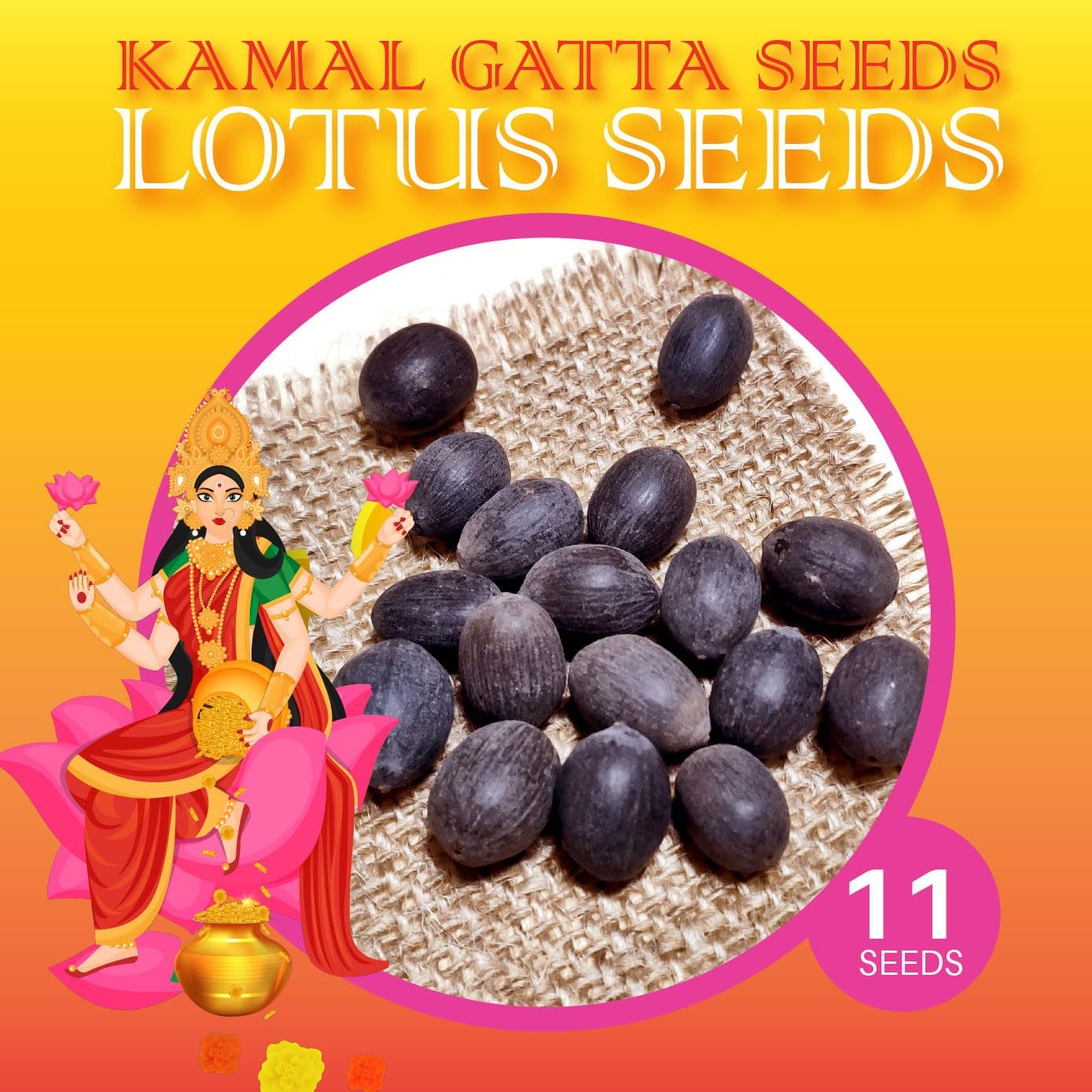 Lakshmi Lotus Seeds Kamal Gatta for Planting 11 Seeds (10 regular + FREE 1 Easy Sprout Prepped Seed)
