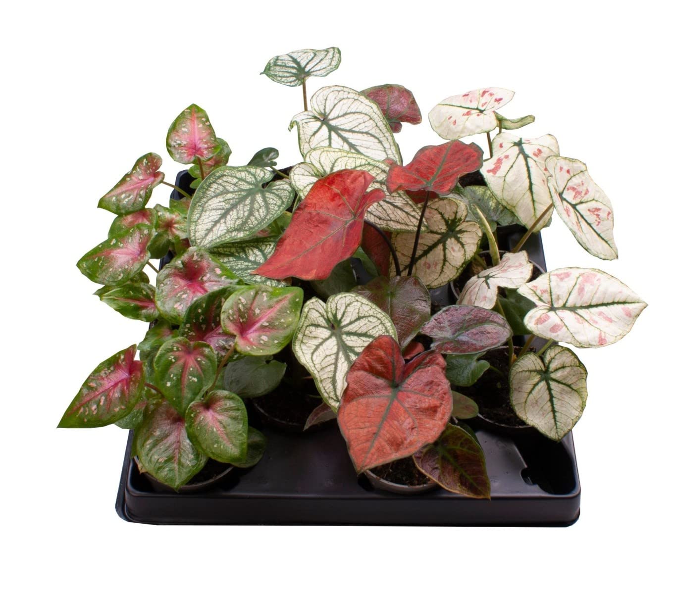 Caladium Bulbs Multicolour – Pack Of 5 By Udanta Seeds-image-23