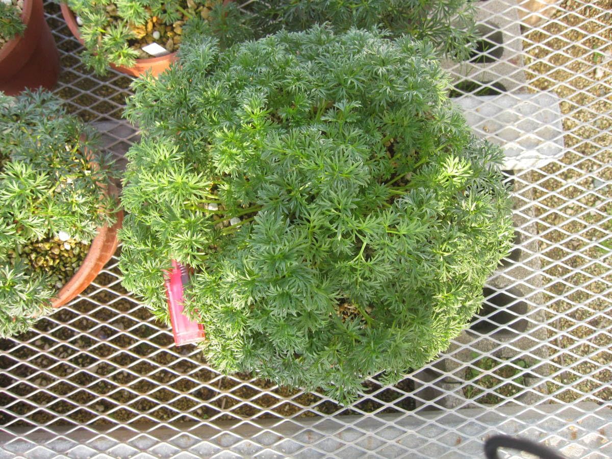 山野草　希少　カタオカソウ　15B 山野草 希少 カタオカソウ 15F