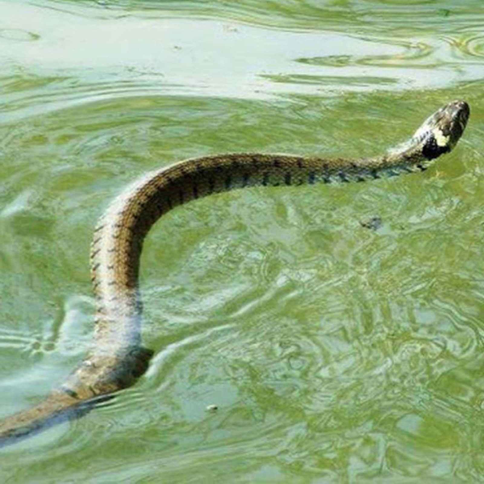 47" Lifelike Realistic Fake Snake Toys, AWAVM Snake Prank with String & Clip, Snake is Following u for Prank Props Trick Snake as April Fool's Day Halloween Scary Gag Gift Party Decoration - Image 3