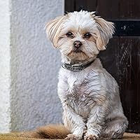 Vista 8 de Fida Collar para perro de alta resistencia, acolchado de neopreno suave ultra cómodo, collar de nailon reflectante ajustable para mascotas