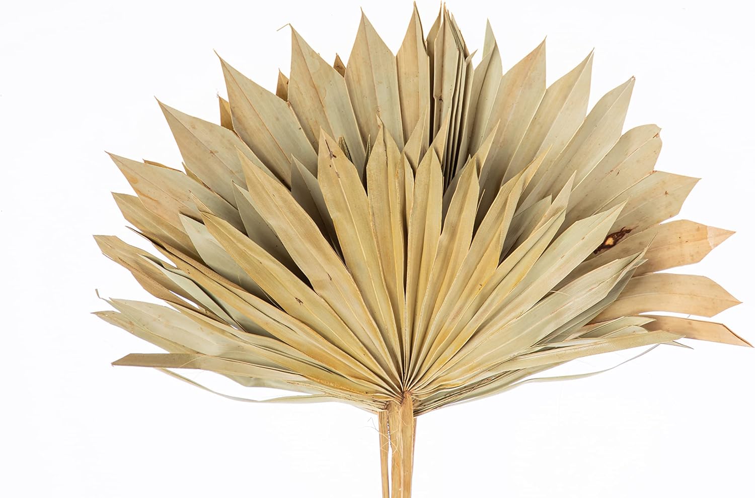 Decorative Dried Palm Spears l Dried Palm Leaves l Natural Palm Fan l Dried Flowers Arrangement for Home Decor (16-19in Tall, 4-5 Branches per Bunch) (Natural 10" Wide)