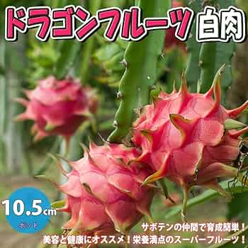 71ANNIBtIBL._AC_UF350,