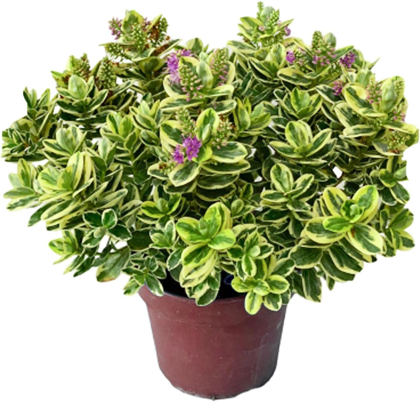 The Best Plants For Hedges in the UK Expert Fupping