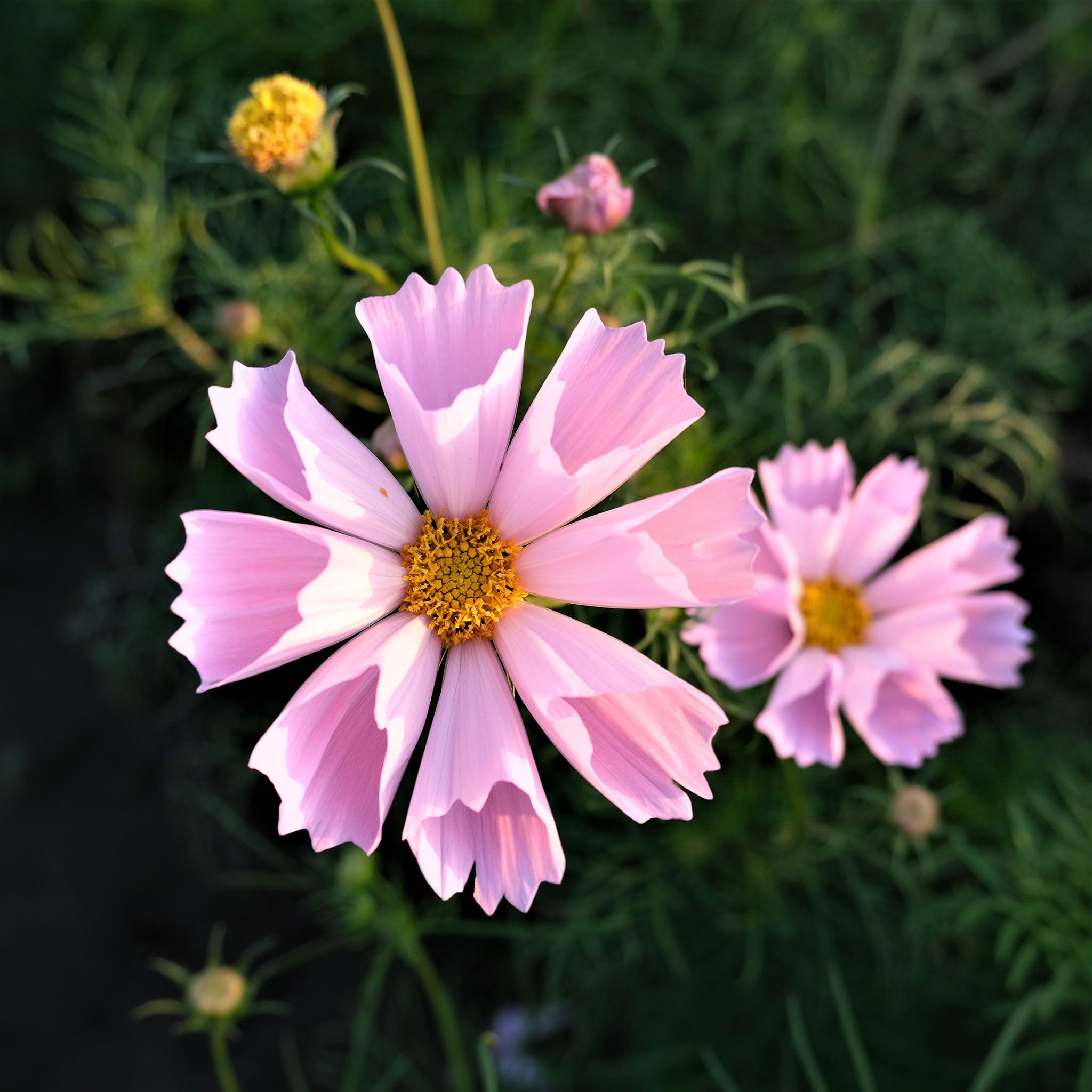Eden Brothers Cosmos Seeds - Seashells Mix