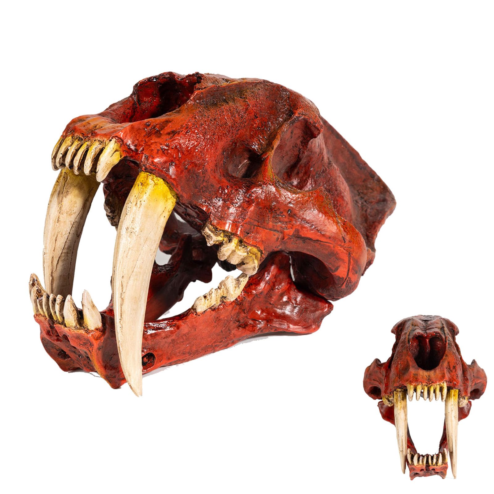 Cráneo de Tigre Réplica en Resina Estatua de Cráneo de Tigre Dientes de Sable Decoración para Fiesta de Halloween, Hogar y Oficina,Rojo,33cm