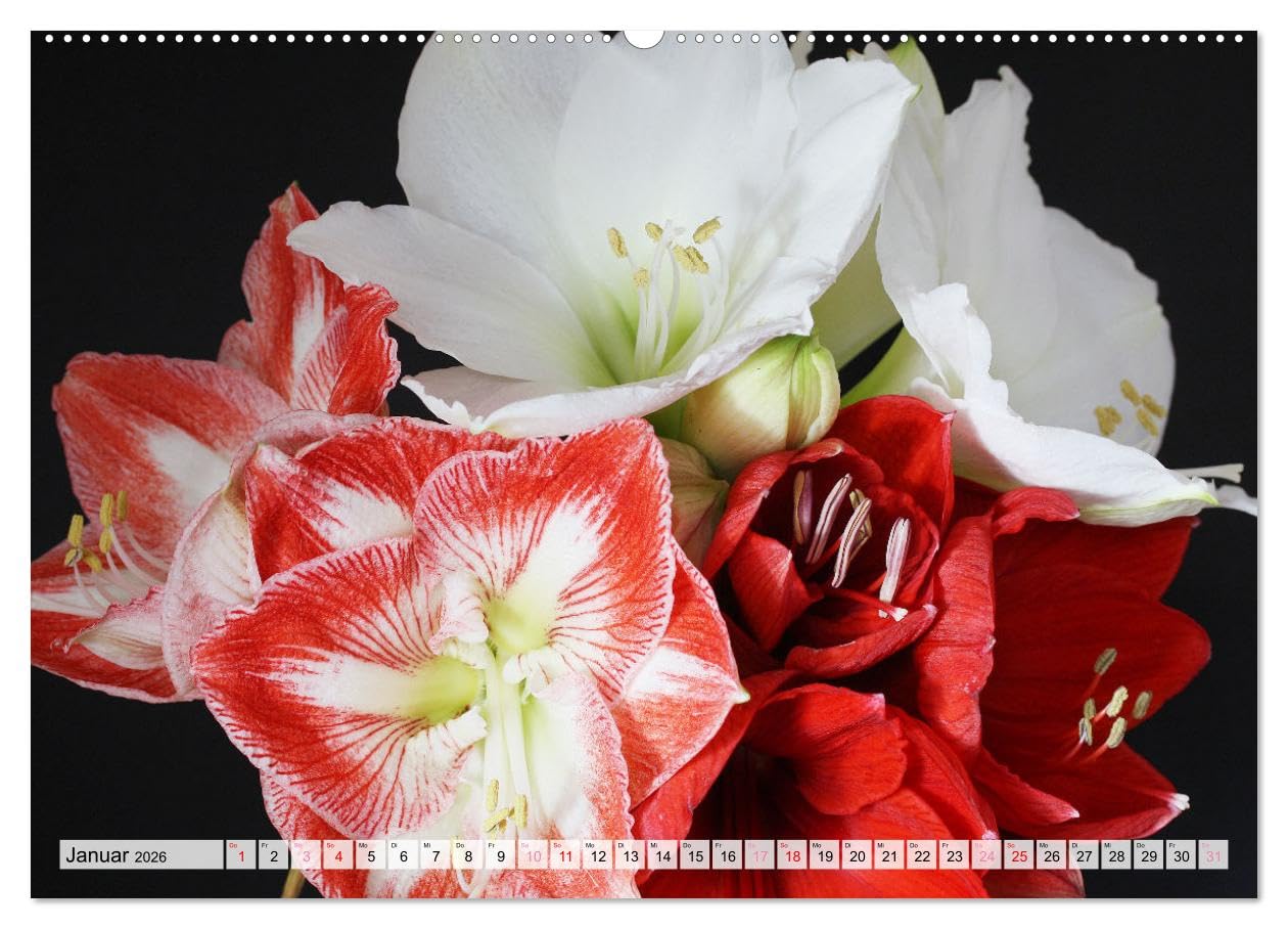 Blumen - Eine bunte Mischung (Wandkalender 2026 DIN A2 quer), CALVENDO Monatskalender: Strahlende Blüten und Sträuße (CALVENDO Natur)