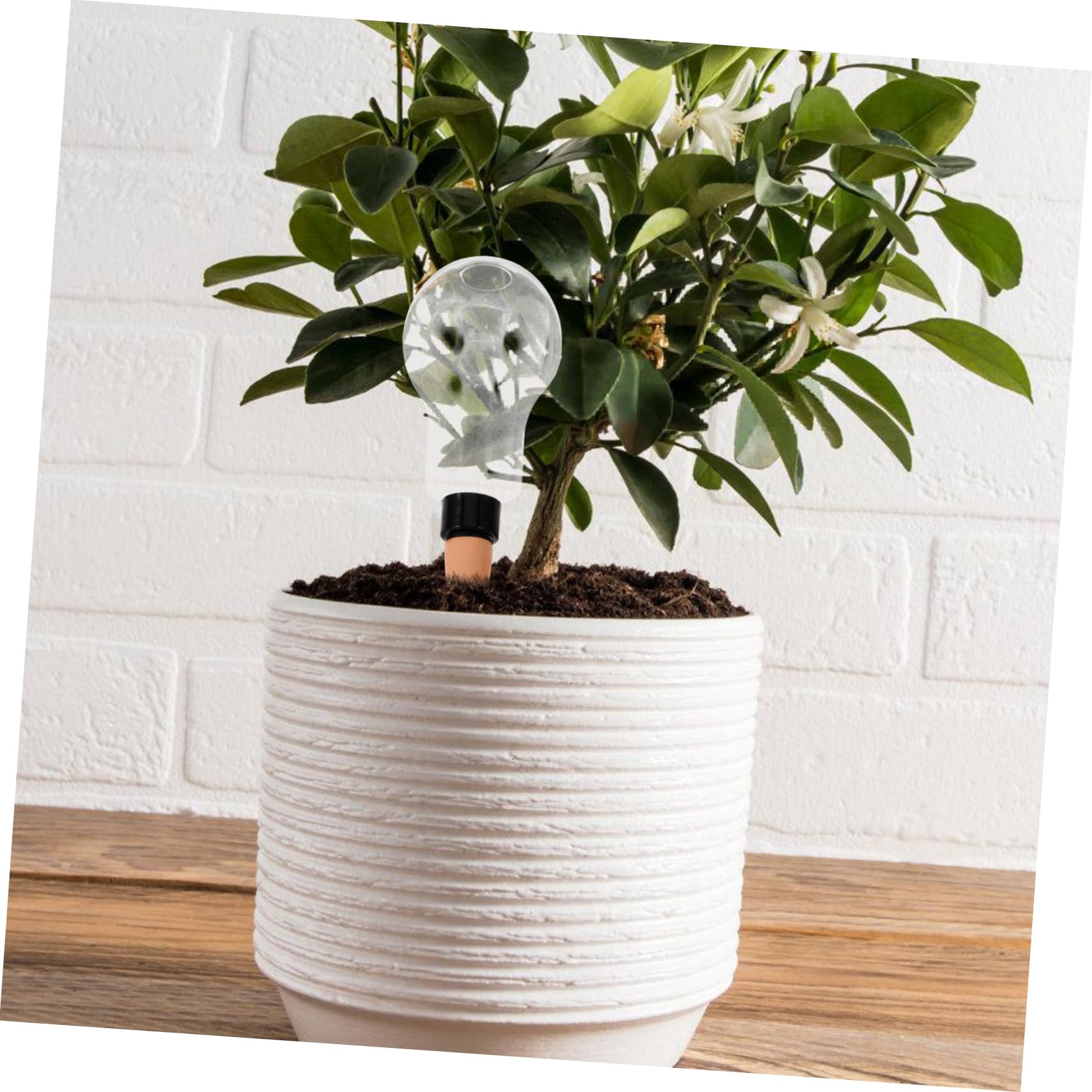 BESPORTBLE 6piezas Automático Sistema De Riego para Plantas Goteros para Interiores y Exteriores Bolas De Riego para Suculentas y Plantas De Interior y Práctico