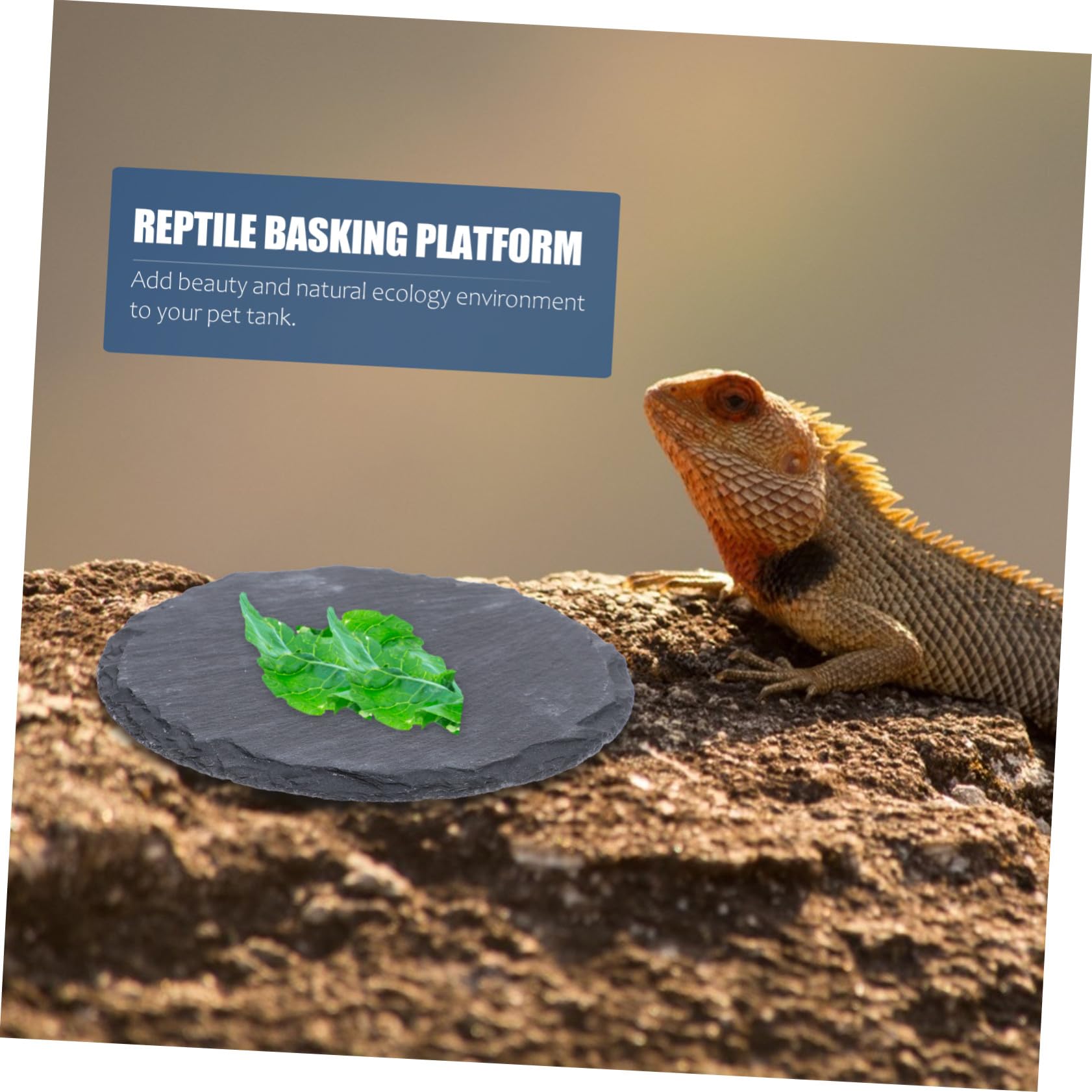 Pierre Plate pour Tortue et Reptile Plateforme Naturelle pour Bain de Soleil Mangeoire Décorative pour Lézard Gecko Serpent Accessoire Terrarium