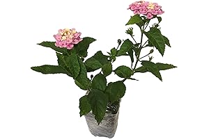 Lantana Camara Flowers: Magnets for Butterflies and Hummingbirds
