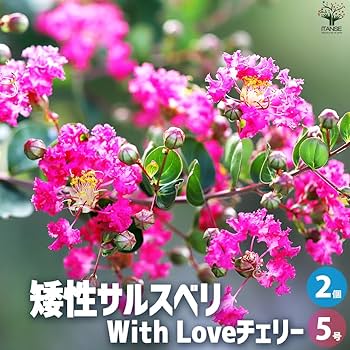 71ANrRSfc8L._AC_UF350, 71ANrRSfc8L._AC_UF350,