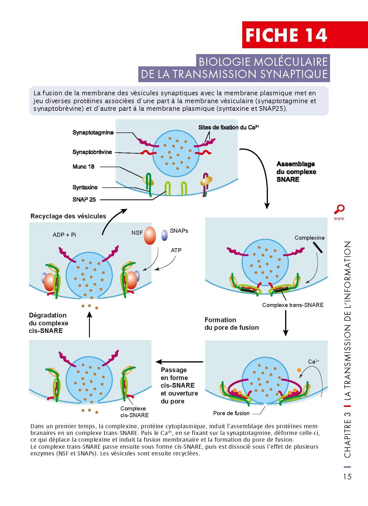 Mémo visuel de neurosciences - 2e éd.: Du neurone aux sciences cognitives