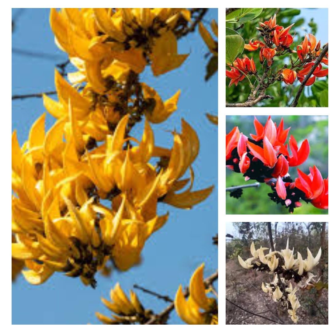 Orange Palash Plant, White Palash Plant, Yellow Palash Plant, Red Palash Live Plant Combo Pack Of - 4(Original Variety) Healthy Plant With- Papper Bag (B0CZQW55C6) Amazon Price History, Amazon Price Tracker