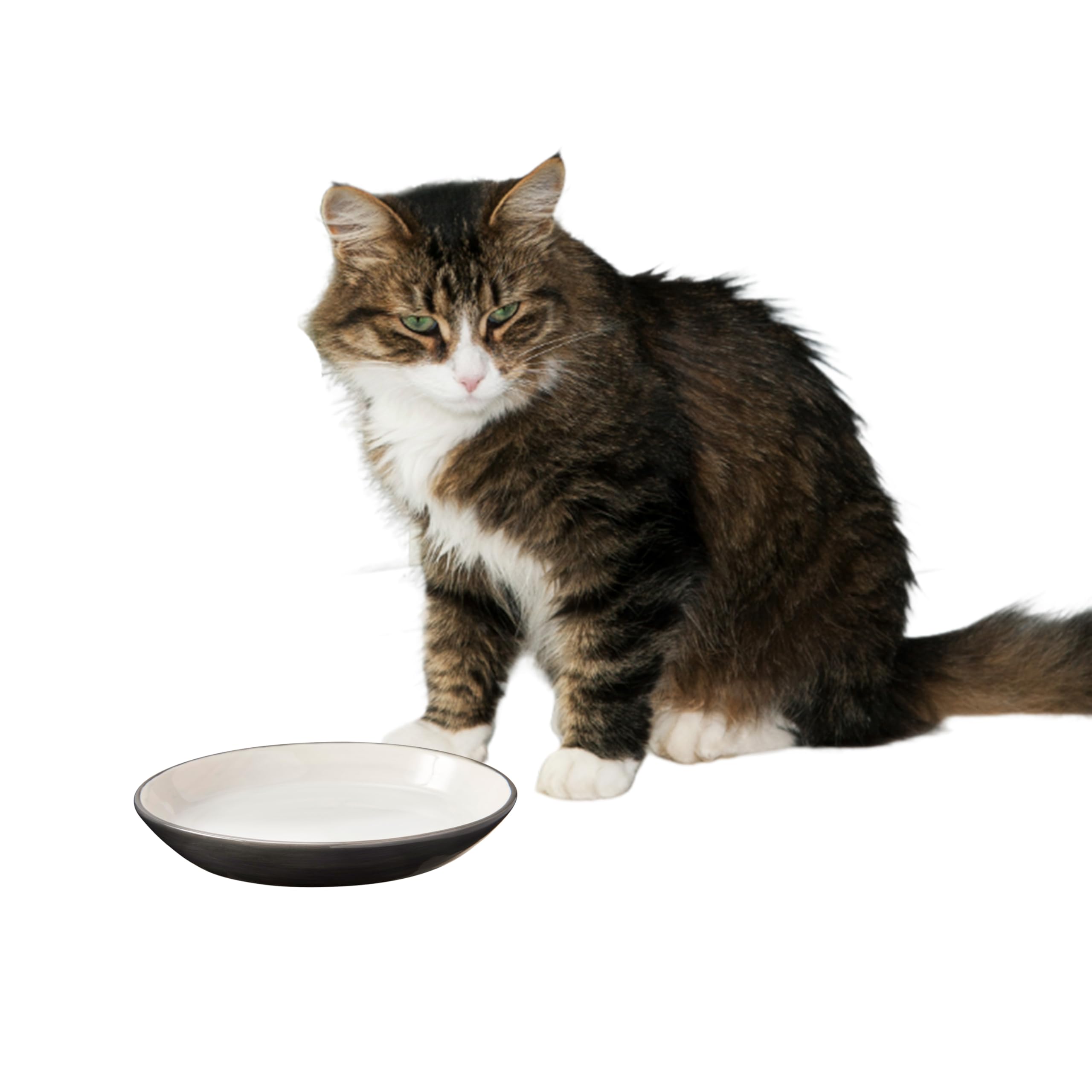 SPOT Two Tone Gray Oval Cat Food Dish - Ceramic Plate with Low Edges, Saucer with Whisker-Friendly Shape and Low-Profile Sides, Ideal for Wet or Dry Cat Food, Hand Wash Only, 6 inch (1 Cup- 8 Oz) — image 1