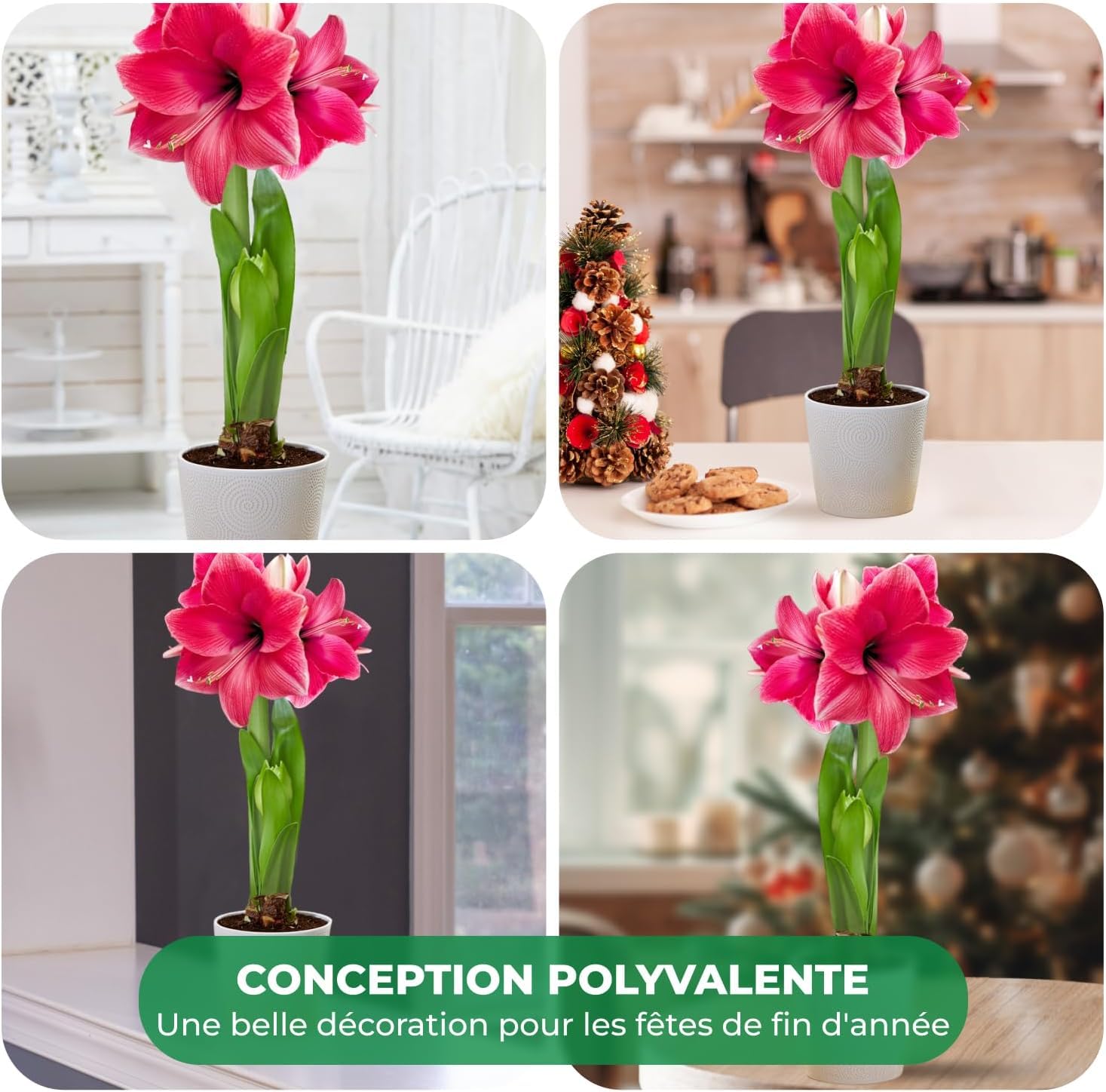 Amaryllis Bulbe Pink Passion 1 pièce Bulbes à fleurs grand format 26/30 Hippeastrum