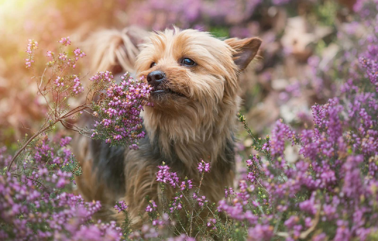Urodziny gry puzzle dla dorosłych 1000 sztuk Pies yorkshire terrier 75x50cm