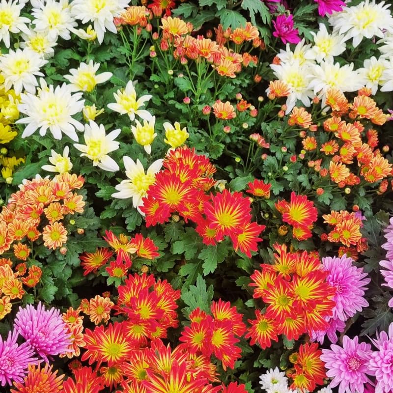 3 Mix Chrysanthemum Plants Live 3 to 6 Inch Fall Perennial Mums Plants Live Houseplant for Planting Indoors Outdoors
