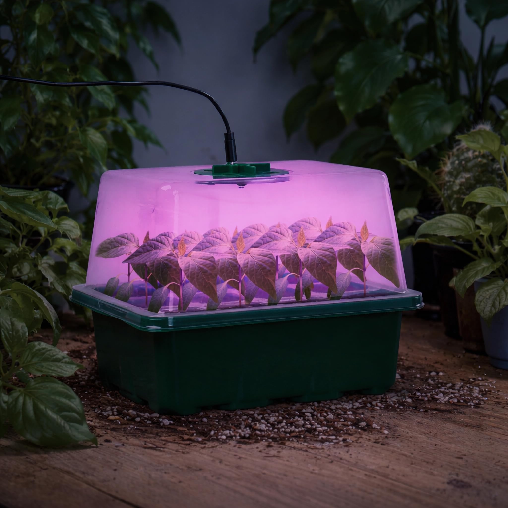 Lot de 5 Plateaux de semis pour semis - Kit de démarrage avec dômes d'humidité et Base pour Serre d'intérieur - Mini Station de Culture pour la Croissance des graines (12 cellules par Plateau) - Vert