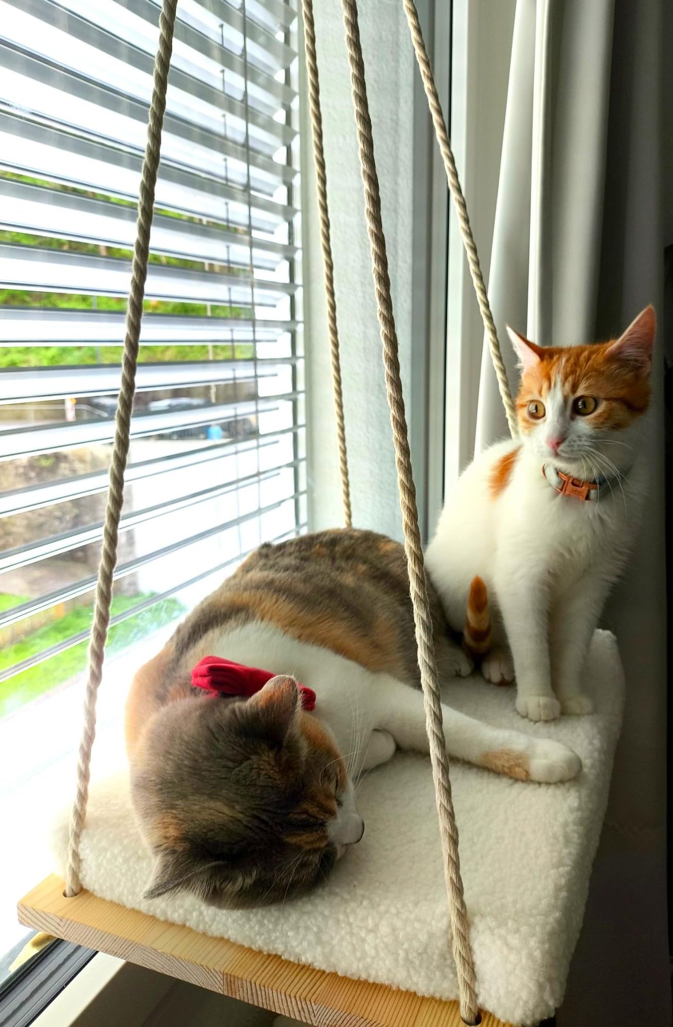 Hamaca Gato Ventana Colgante | Cama para Gatos Accesorios | Hamaca para Gatos | Cat Bed | Cama Gato Ventana | Hamaca Ventana Colgante | Cama Cao | Kittybay | Desk Cat Bed | Cama para felino