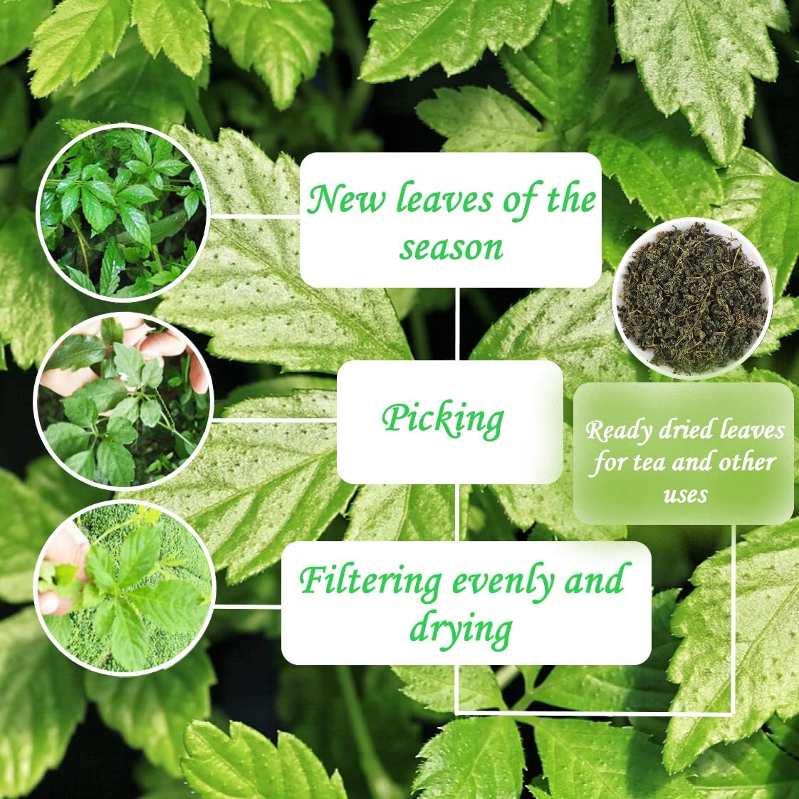 Gynostemma Pentaphyllum Jiaogulan Loose Leaf Emerald Green Tea 500g (17.61oz) – Dried Gynostemma Tea Leaves for Hot Iced Invigorating Beverages