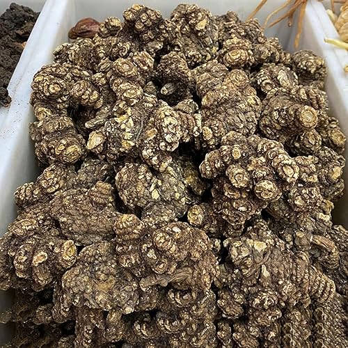 Miniatura 2 de Rhizoma CHUANXIONG Chuanxiong Ligusticum Chuanxiong Hort Medicina tradicional china Chuanqiong Sichuan Dome, chuanxiong rizoma Rhizoma Ligustici