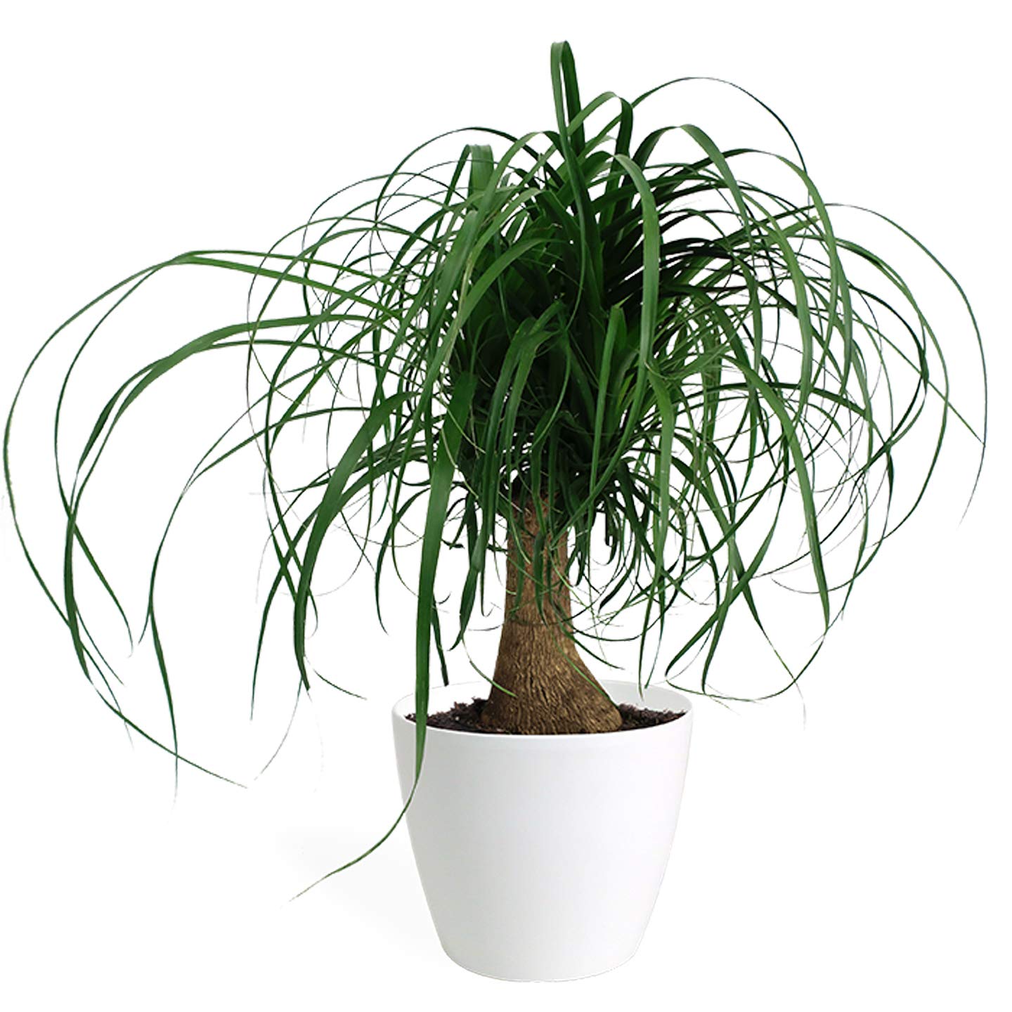 Go4plants Ponytail palm Live Plant For home (B0B2F12QT6) Amazon Price History, Amazon Price Tracker