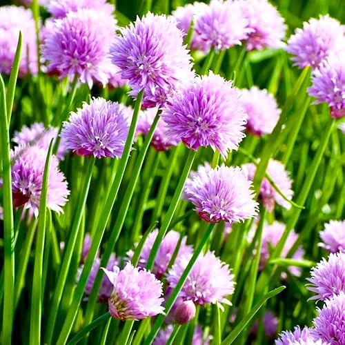 Miniatura 7 de Cebollino Allium schoenoprasum ajo silvestre 100+ semillas