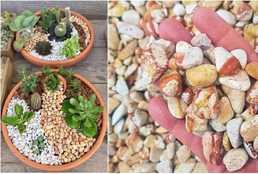 Asenya Sar  Renkli Dolomit Ta  10 Kg 1-2 Cm Sar   izgili Bah e Ta  S s Ta  Akvaryum Ta  Teraryum Ta