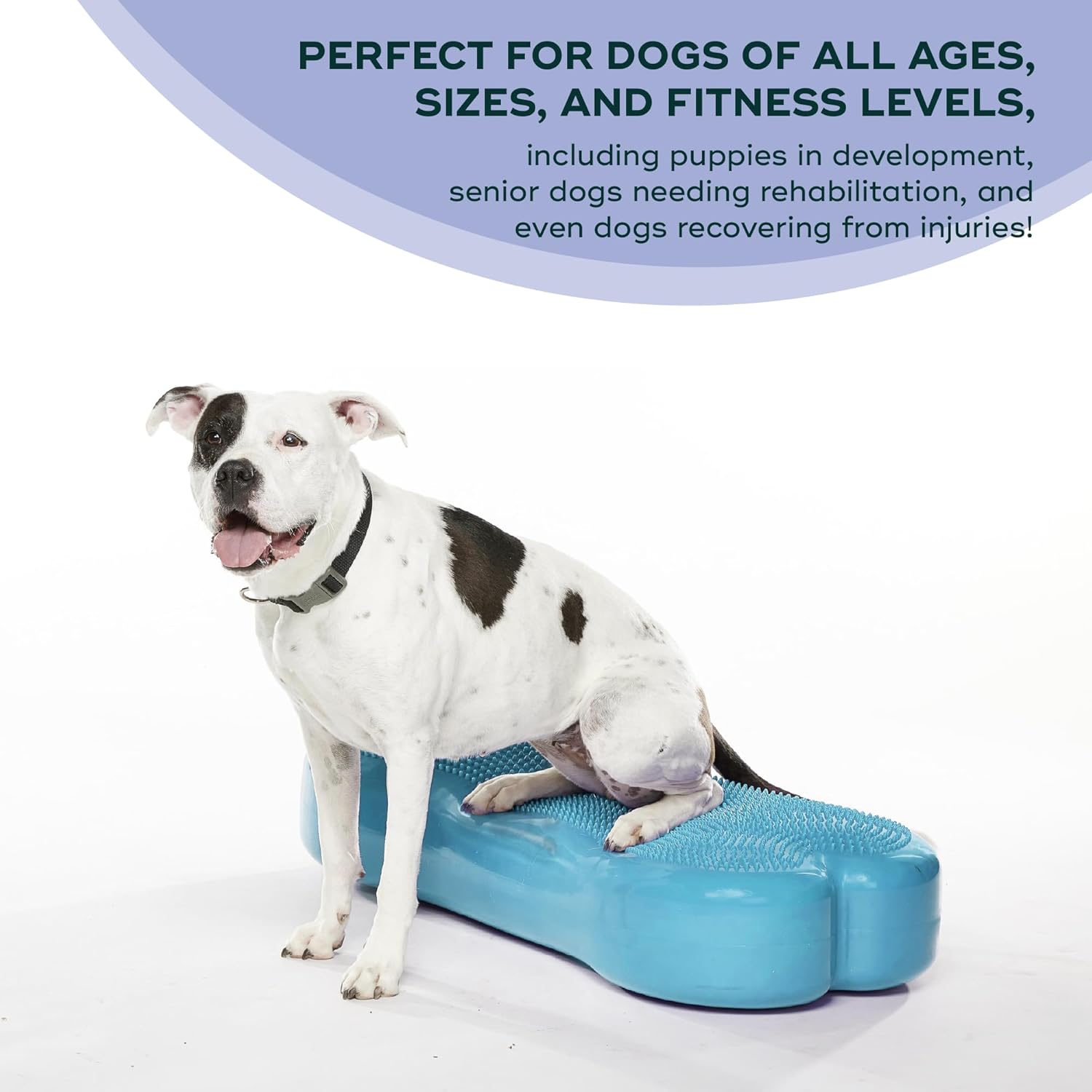 FitPAWS® K9FITbone CanineGym® Dog Balance Training Platform – Giant