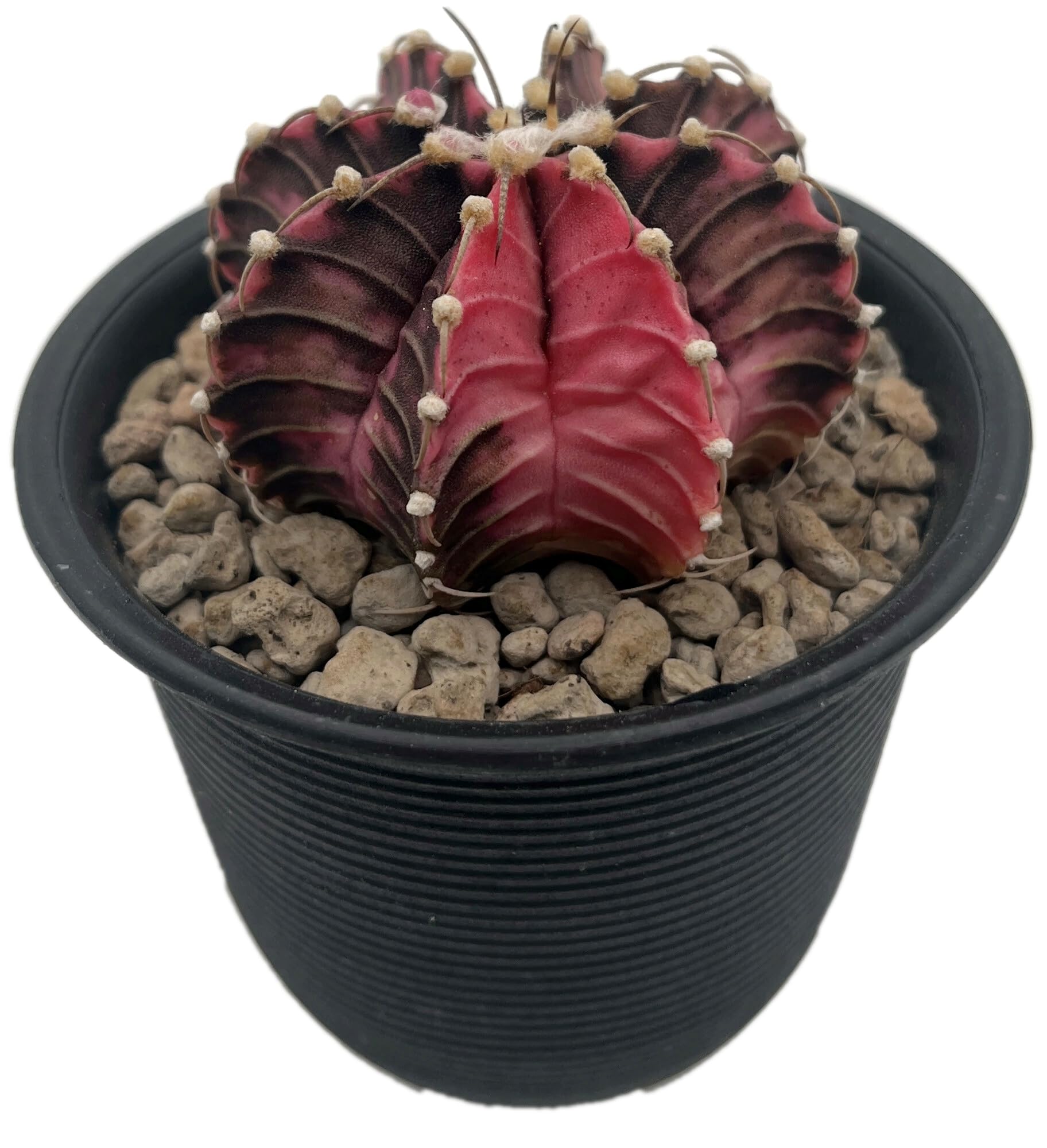 Gymnocalycium mihanovichii variegata - Mixed Clone - bunter Kaktus im Ø 9 cm Topf - exotische Zimmerpflanze - pflegeleichte Sukkulente