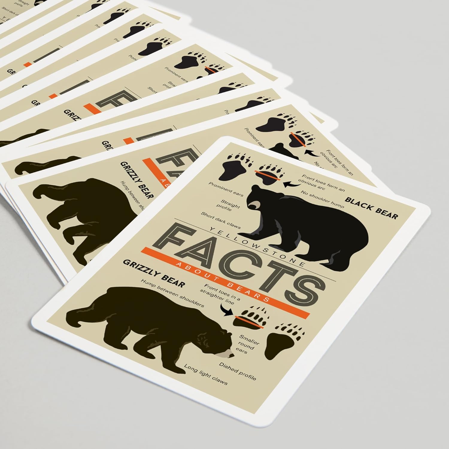 Lantern Press Yellowstone, Facts About Bears, Grizzly and Black Bear, 52 Playing Cards for Adults, Poker Size Card Deck