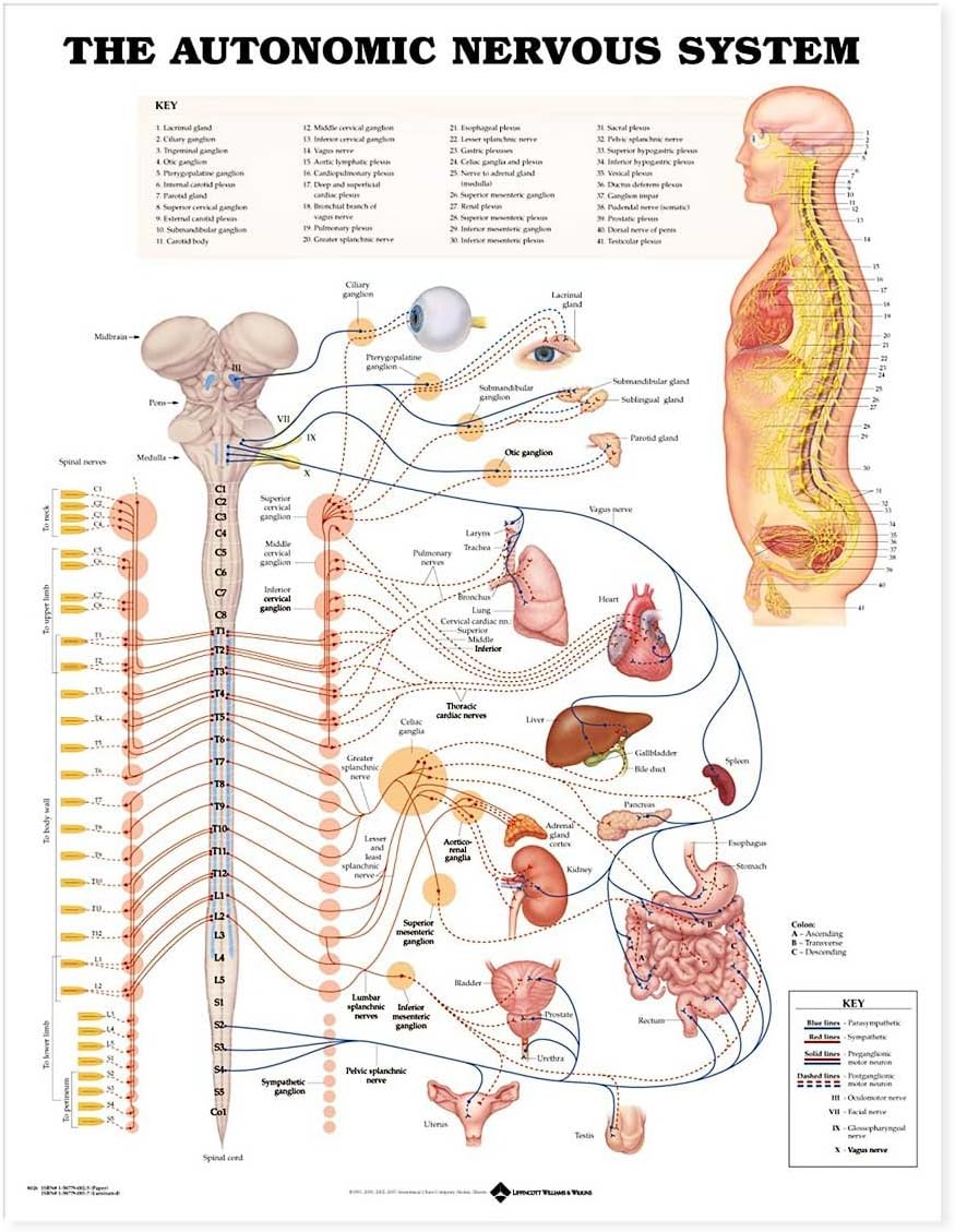 The Autonomic Nervous System Anatomical Chart