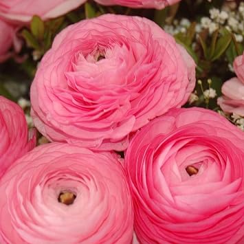 Ranunculus Bulbs Pink - زهور Ranunculus Aviv الوردية الجميلة - قرى Ranunculus الكبيرة والصحية الجاهزة للنمو في حدائق الربيع أو الصيف - لمبات Ranunculus من الحضانة المختارة يدويًا 10