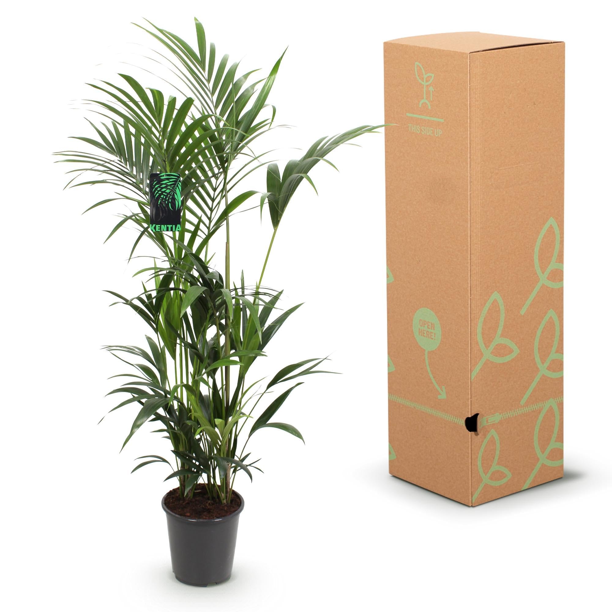 Green boutiQ - Zimmerpflanze - Howea Forsteriana - Kentia-Palme - Pflegeleicht - Grün - 1 Pflanze - Topf 27cm - Höhe 160-170cm