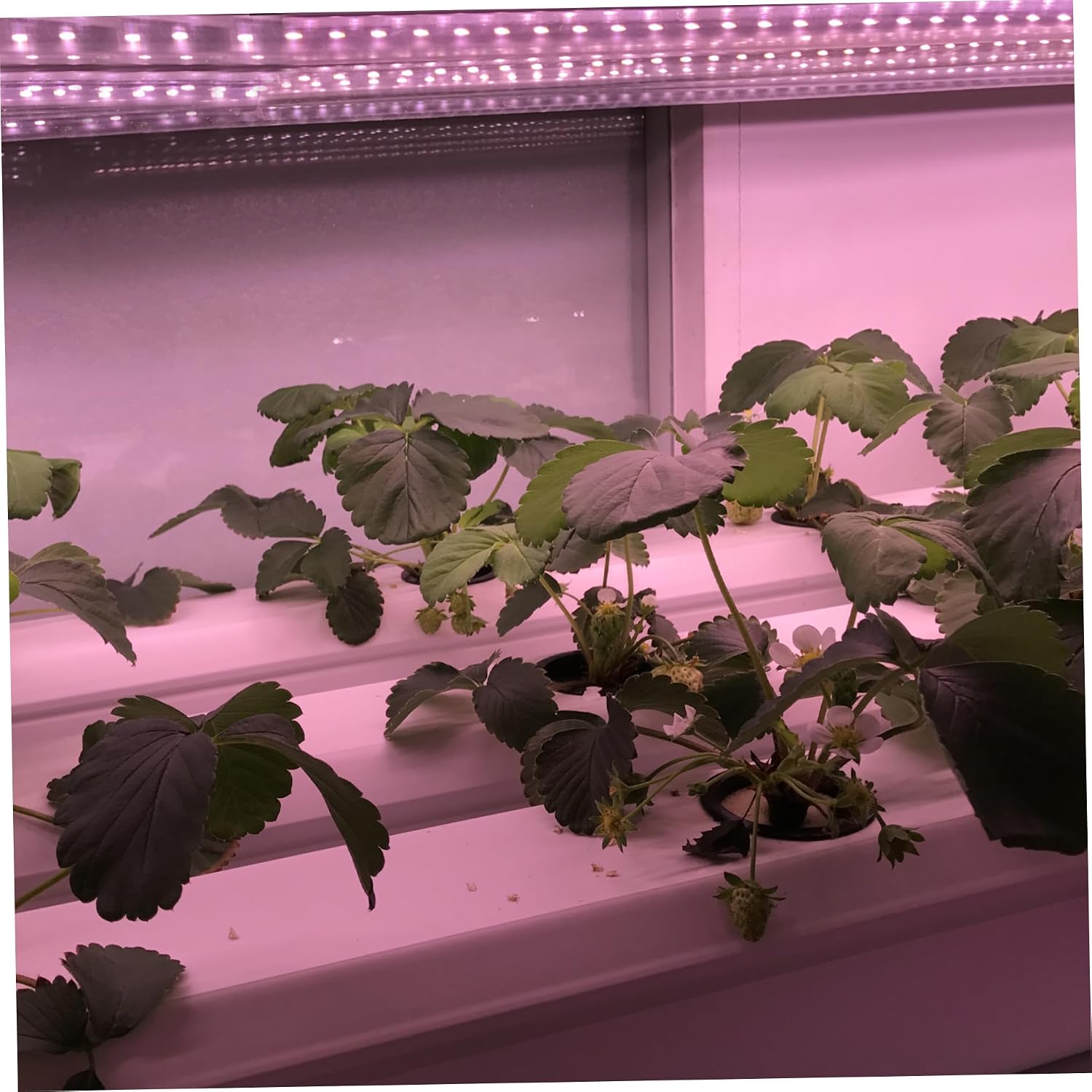 Solar Powered Grow Lights 16.4ft Full Spectrum LED Plant Light Strip with Solar Panel, Grow Light for Greenhouse, Garden, Shed & Indoor Plants