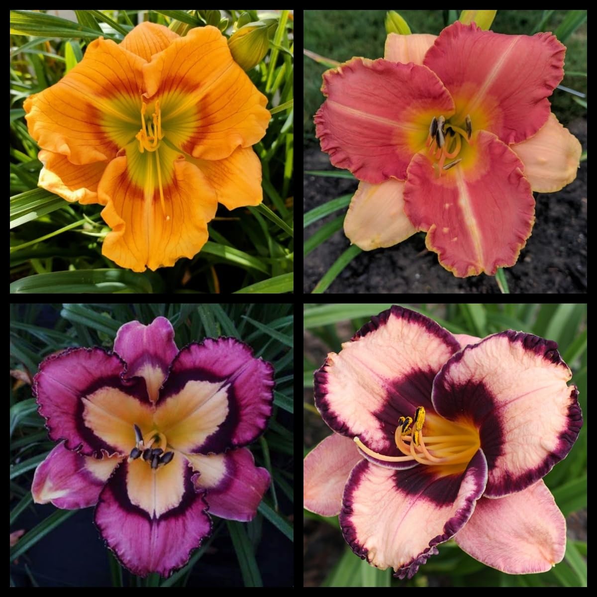 Daylily Bulbs Perennial, Mix Color Daylily Plants for Planting Now UK,Rare,Excellent Display-5 Bulbs-A