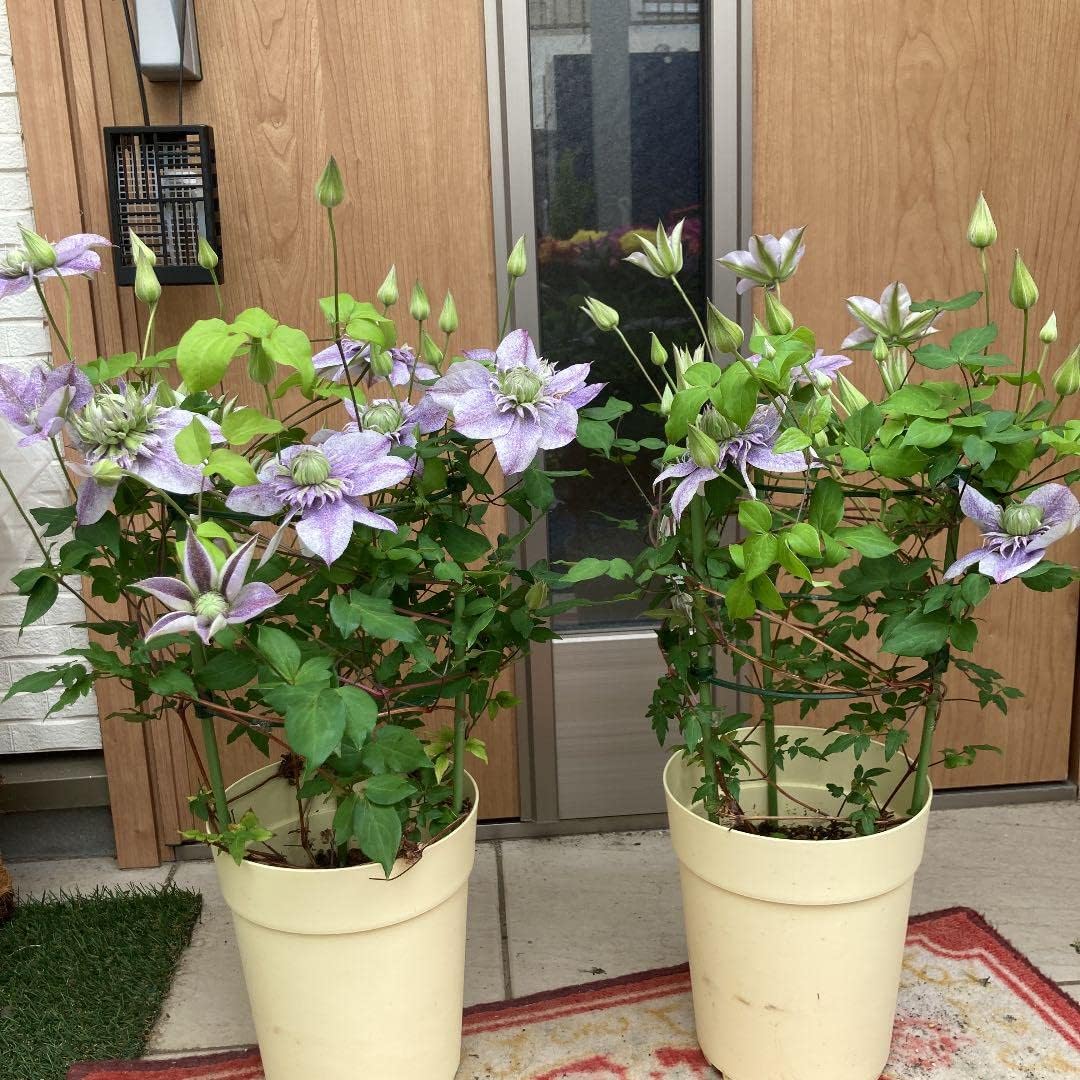 新品登場 水面の妖精 クレマチス 植物 観葉植物 インテリア 住まい 小物 Belvtor By 新品登場 水面の妖精 クレマチス 植物 観葉植物 インテリア 住まい 小物 Belvtor By