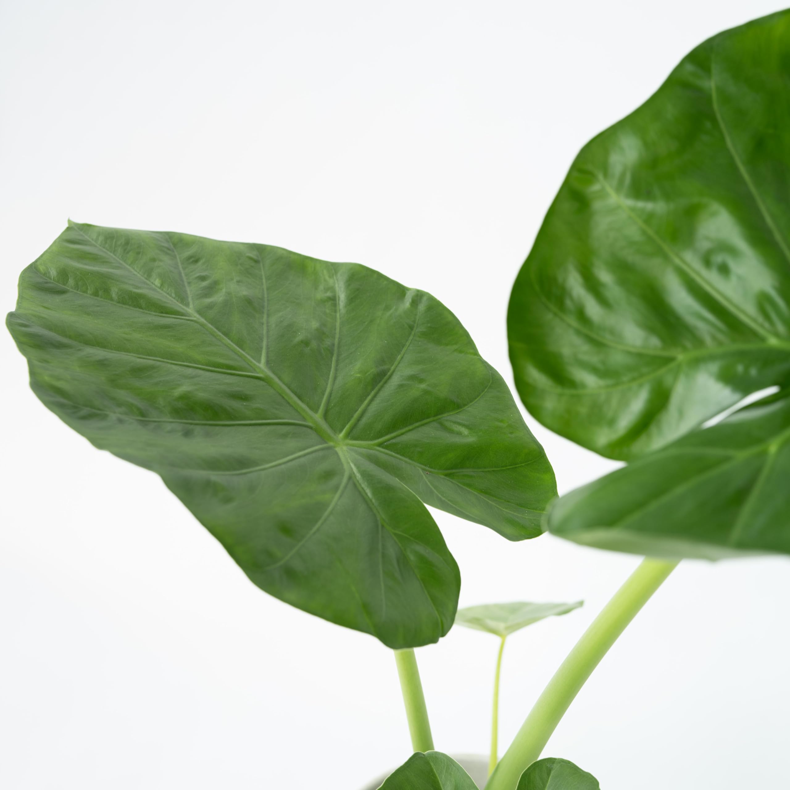 Plant in a Box - Alocasia Macrorrhiza - Set de 2 - Plante d'intérieur - Oreille d'éléphant - Alocasie - Pot 17cm - Hauteur 60-70cm