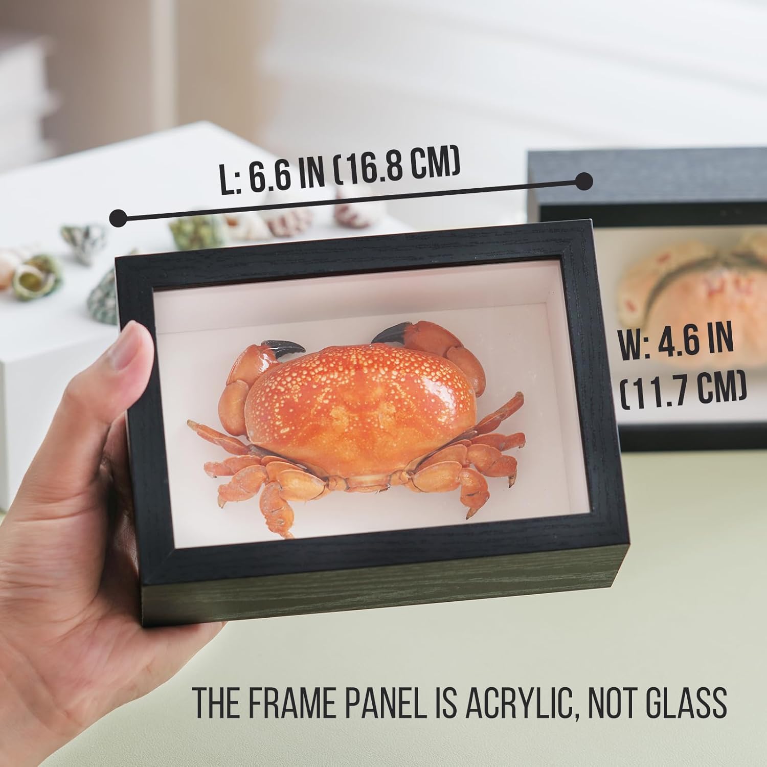 1st Heaven Framed Real Crab Taxidermy – Preserved Crab Specimen for Wall Art, Coastal Home Decor, or Educational Display (Sesarma sinensis, 6.6 × 4.6 in)