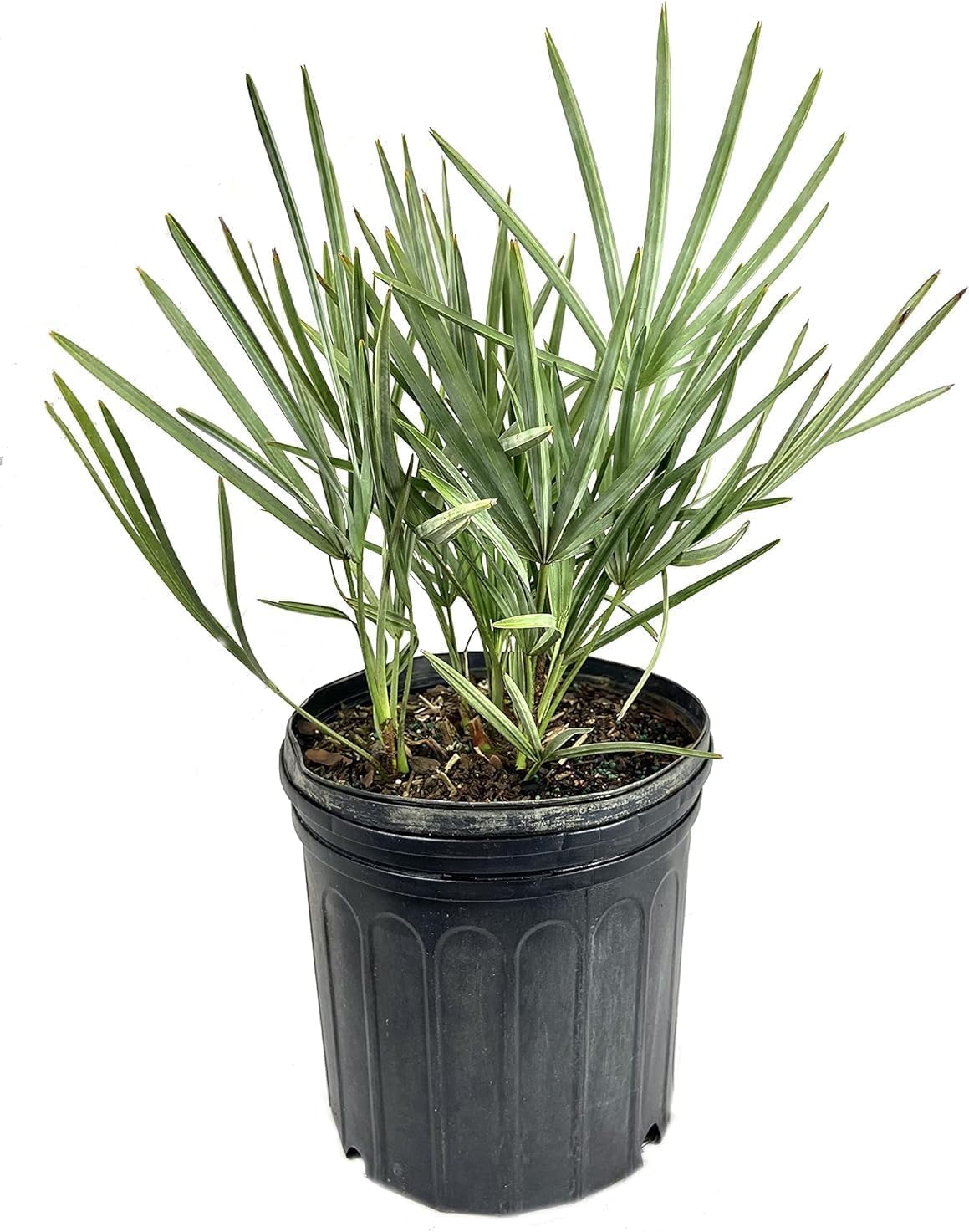 Silver Saw Palmetto - Live Plant in a 4 Inch Growers Pot - Serenoa Repens ‘Silver’ - Native Ornamental Palms from Florida