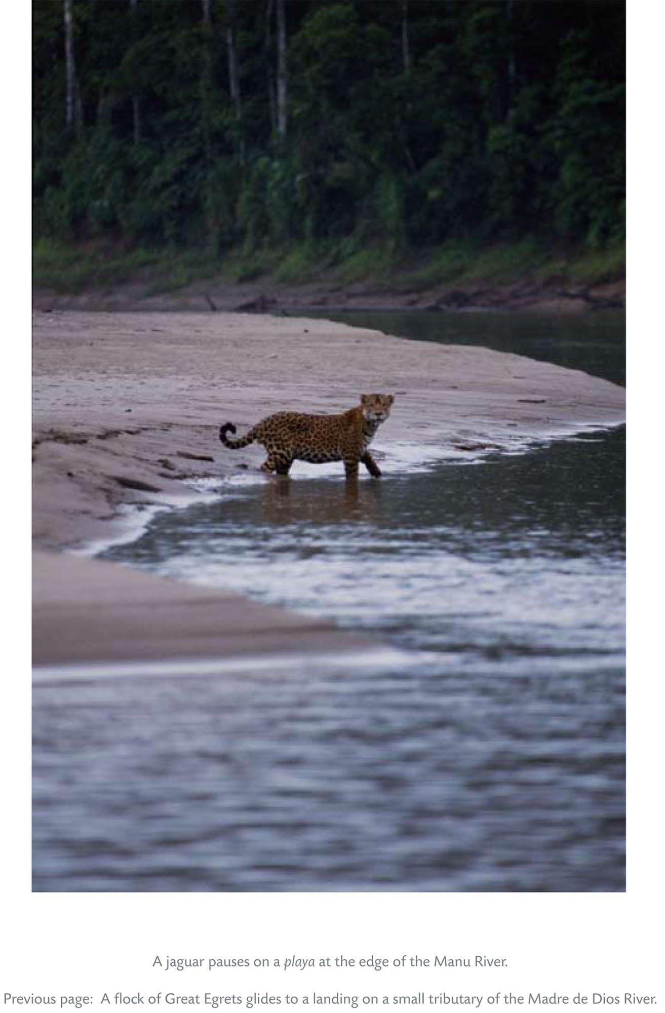 Amazonia