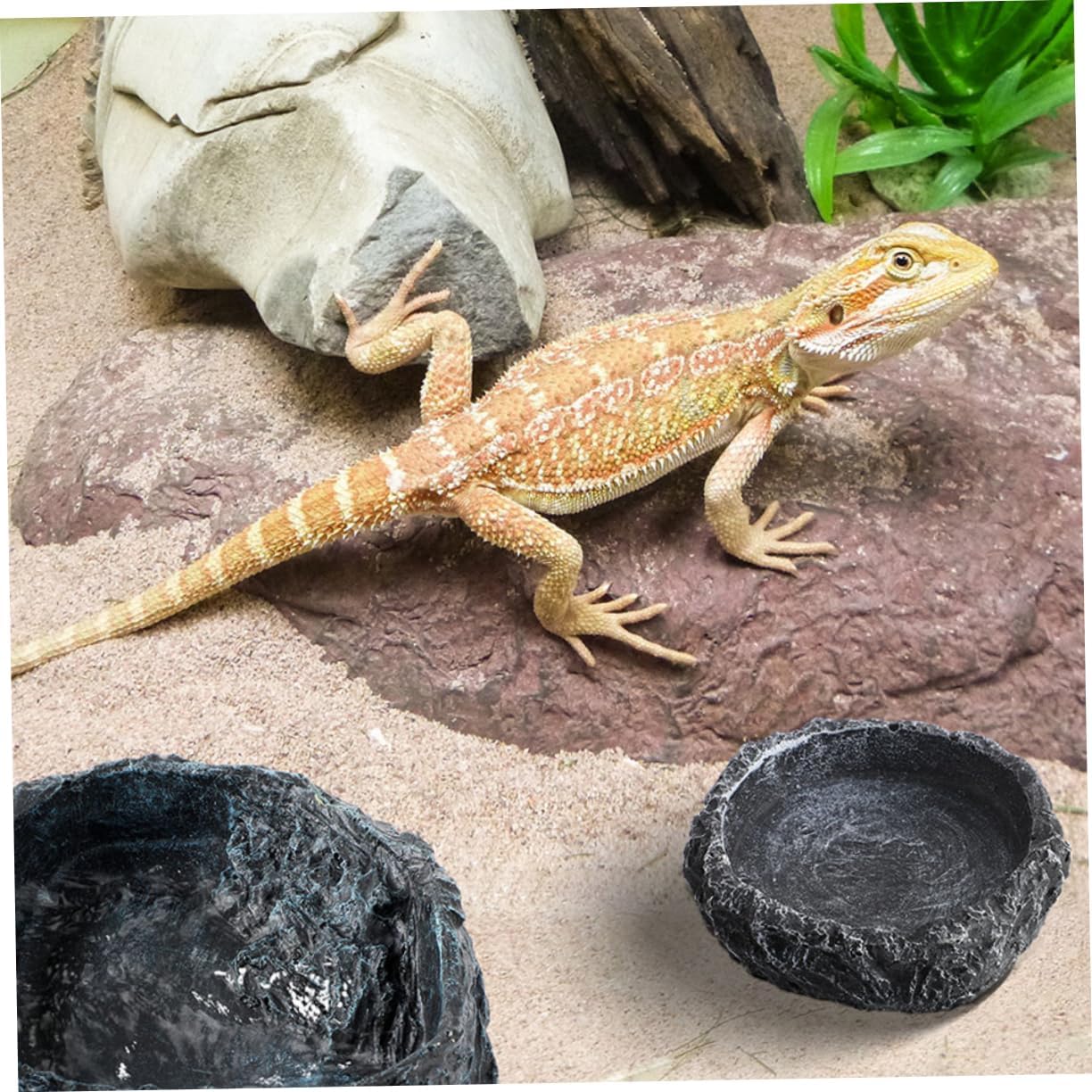DECHOUS 1set Reptile Feeding Bowl Dual-purpose Water and Food Dish for Bearded Dragons and Snakes Spacious Design Easy to Clean for Reptile Habitats Includes Feeding Tongs