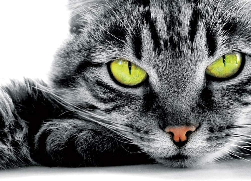 Teacher's Discovery Animal Bingo (2010)