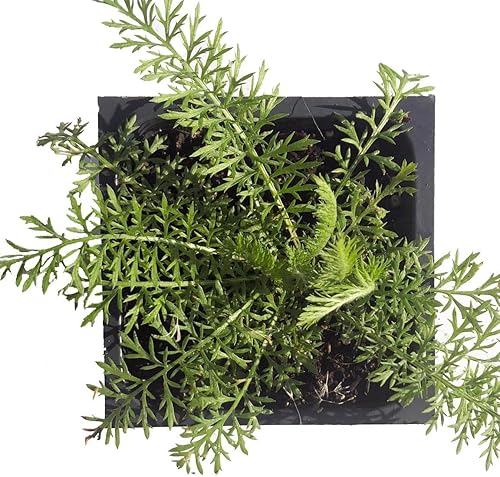 Miniatura 4 de Planta de milenrama orgánica, (Achillea millefoleium) maceta de 2.5 pulgadas