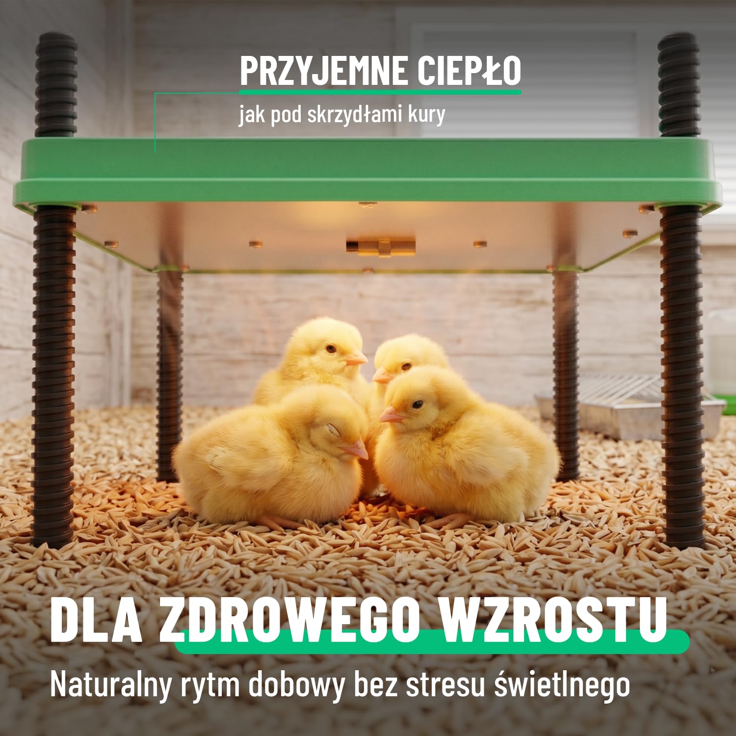 greate Płyta grzewcza 80 W dla piskląt 30 x 30 cm – płyta grzewcza do hodowli piskląt z regulacją wysokości i regulacja w zakresie 10-70 °C z wyświetlaczem LED – płyta grzewcza dla kurcząt – płyta