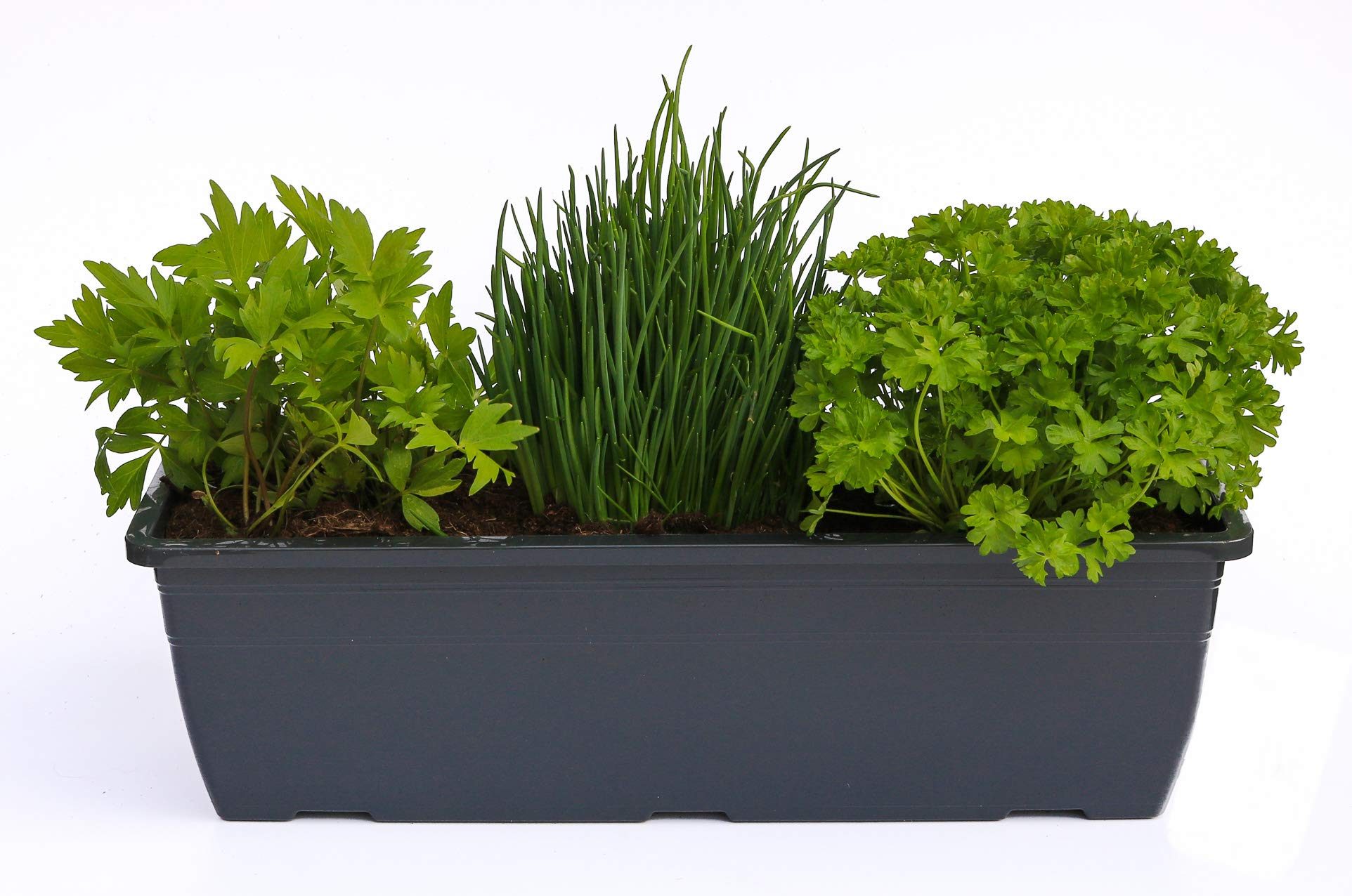Kruterkasten fr "Salate & Suppen" 40cm Anthrazitkasten mit je 1er Kruter  Pflanze: Liebstckel, Schnittlauch & Petersilie: Amazon.de: Garten